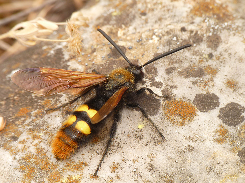 Scolia ? Megascolia maculata ssp. maculata